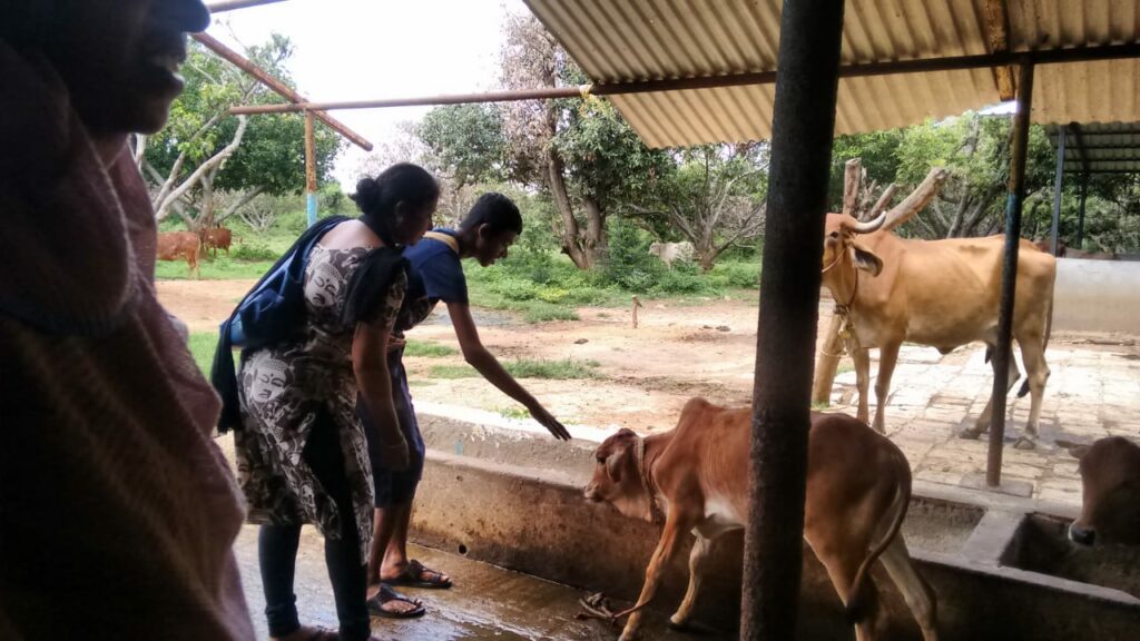 Visit to Parampara farm : Feeding the calf